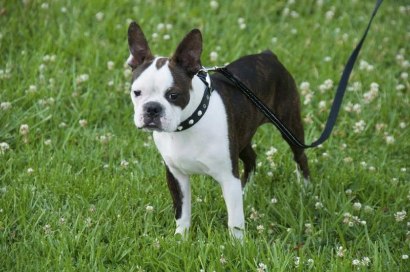 Kiedy mój Boston Terrier się uspokoi? Etapy życia i przyczyny wysokiej energii