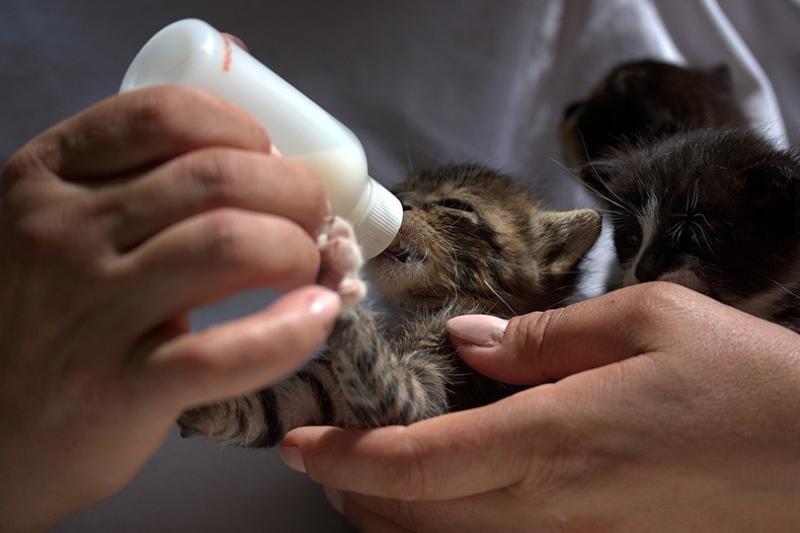Czy kocięta mogą pić kozie mleko?
