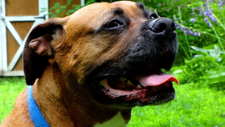 Boxweiler (Rottweiler Boxer Mix) Rasa psa: zdjęcia, informacje, pielęgnacja i cechy