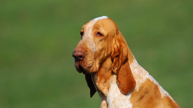 Szczenięta rasy Bracco Italiano