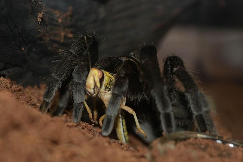 Tarantula czarna brazylijska: przewodnik pielęgnacji, odmiany, długość życia i więcej (ze zdjęciami)