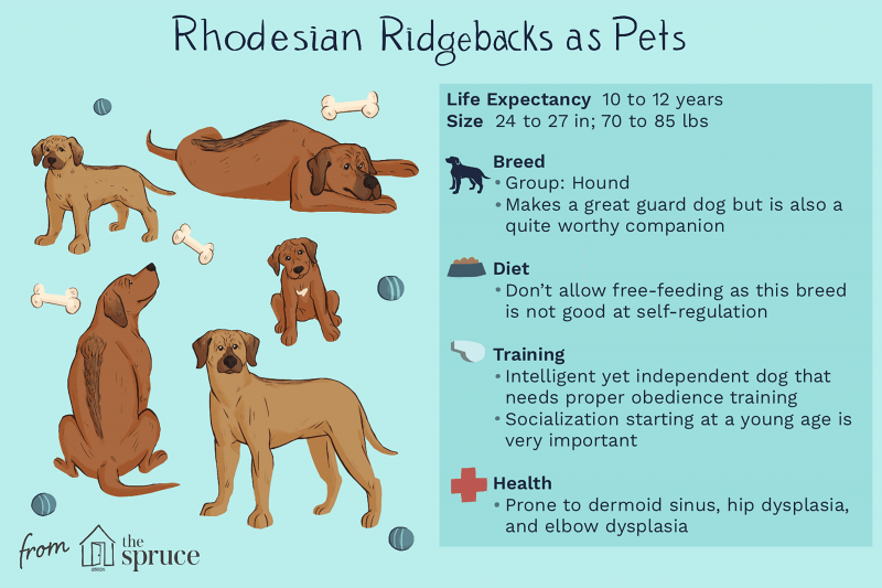 Wskazówki dotyczące pielęgnacji Rhodesian Ridgebacka