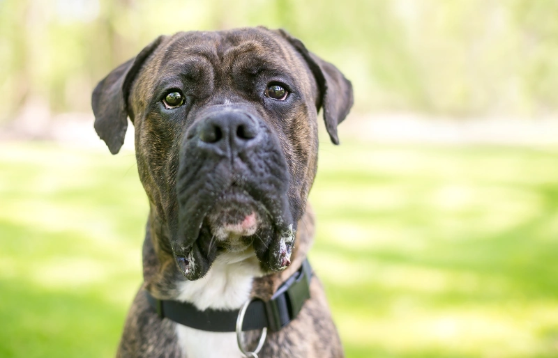 Szczenięta mieszanki buldoga amerykańskiego cane corso