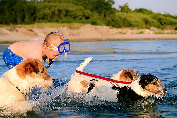 5 korzyści z zabierania psów na plażę i wskazówki dotyczące bezpieczeństwa