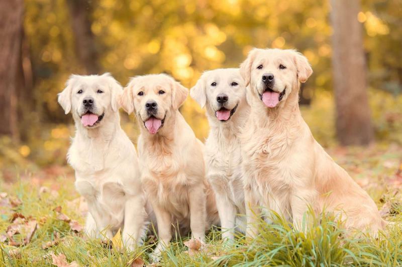 Różnice między kremowymi golden retrieverami