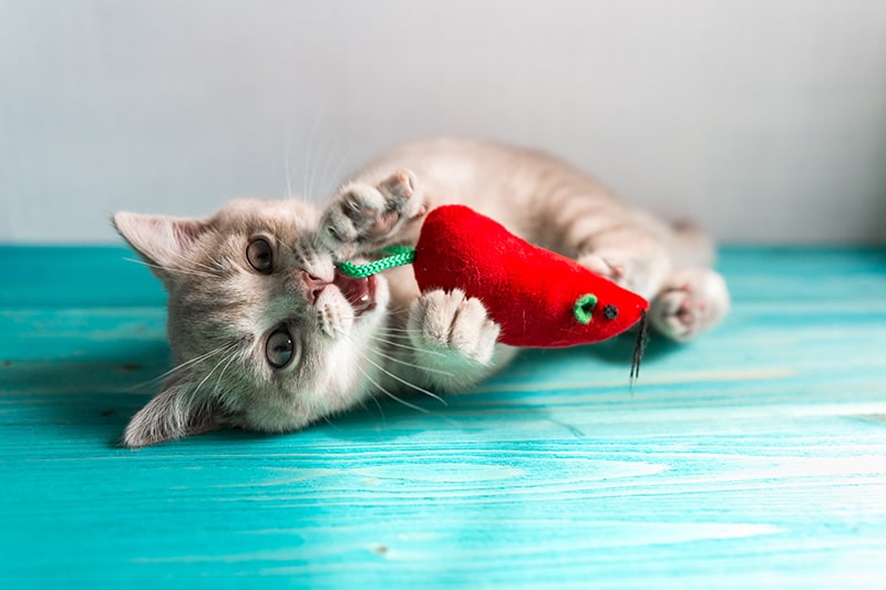 10 najlepszych zabawek dla kotów w Wielkiej Brytanii