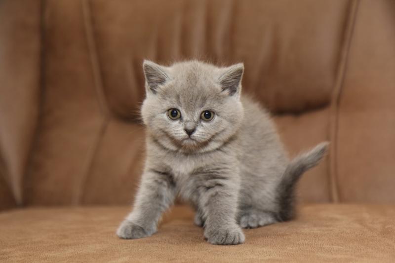Jak długo żyją koty brytyjskie krótkowłose? Średnia długość życia, dane i przewodnik pielęgnacji