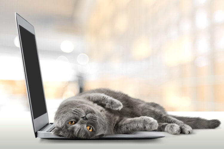 8 powodów, dla których Internet ma obsesję na punkcie kotów