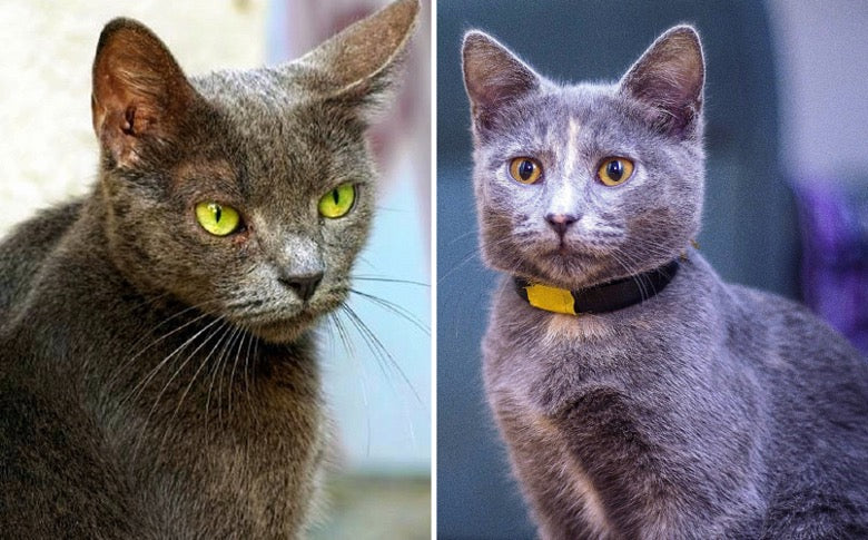 Kot rosyjski niebieski a kot brytyjski krótkowłosy: Jaka jest różnica (ze zdjęciami)