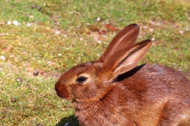 Informacje o zającach belgijskich: Przewodnik opieki, odmiany, długość życia i więcej (ze zdjęciami)