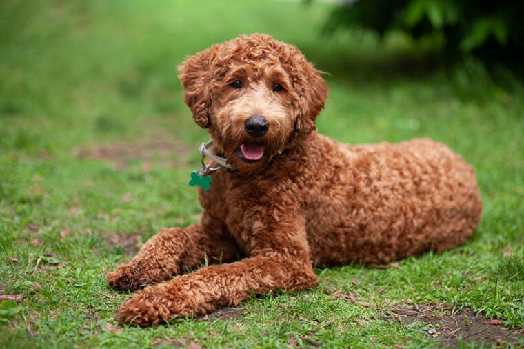 Wyjaśnienie cyklu rujowego u labradoodli