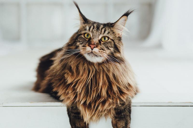 Kocięta rasy Tuxedo Maine Coon