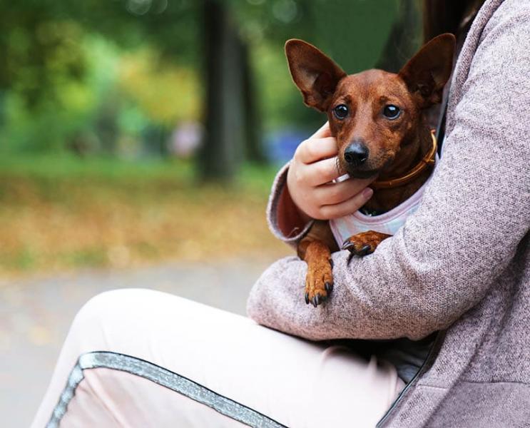 10 ważnych wskazówek dotyczących wędrówek z małymi psami i co ze sobą zabrać