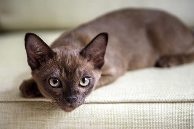 Czy koty birmańskie są hipoalergiczne? Fakty i porady zatwierdzone przez weterynarza