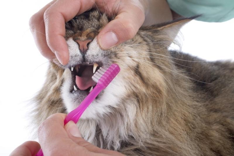 Czego używać do szczotkowania zębów kota?