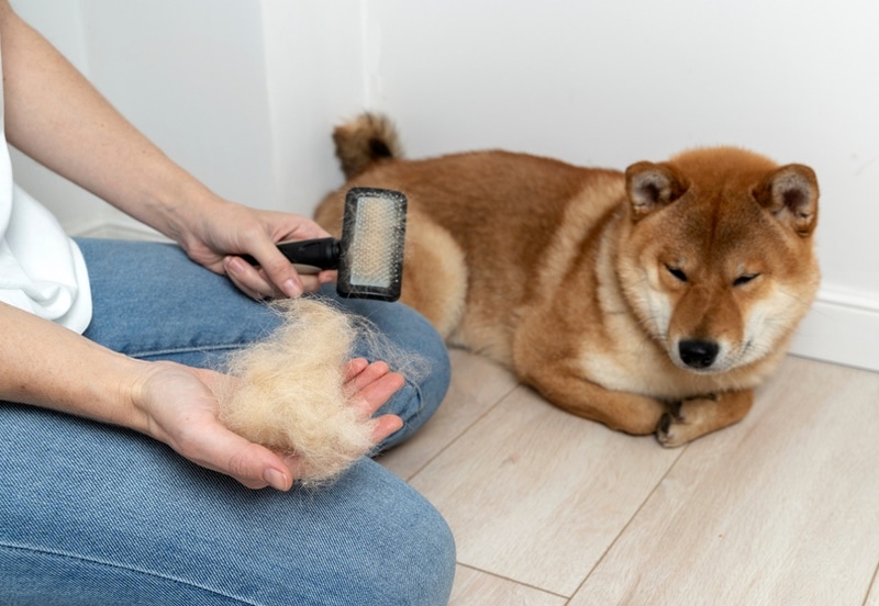 Jak bardzo linieje Shiba Inu? Wskazówki, jak to ograniczyć