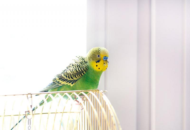 10 dźwięków wydawanych przez papużki i ich znaczenie