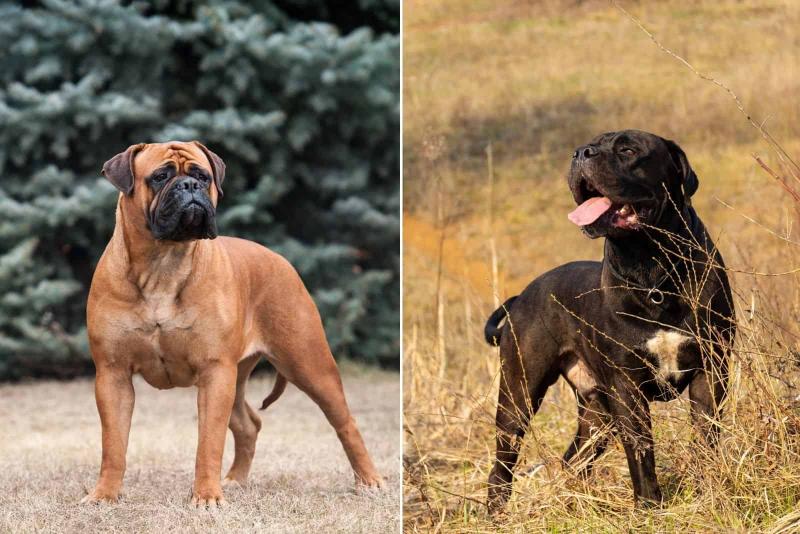 Szczenięta rasy Cane Corso Bullmastiff Mix