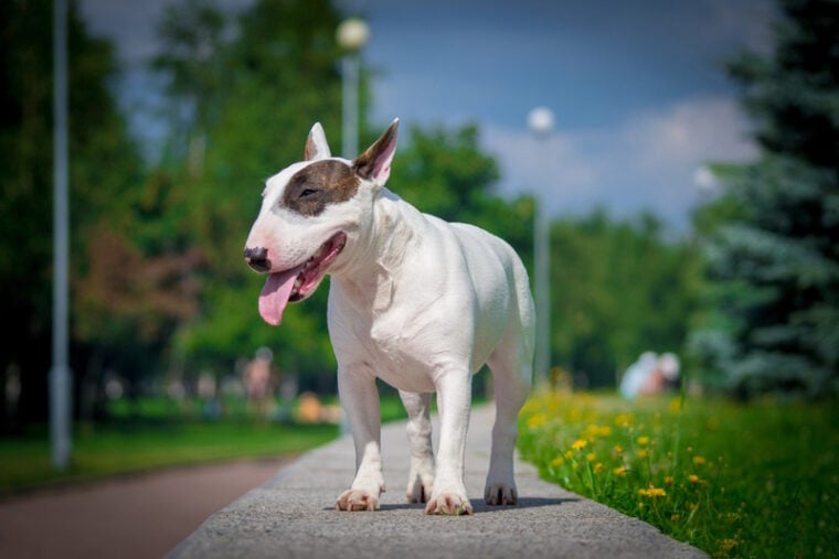 Czy bull teriery dogadują się z kotami?