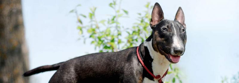 Bull Terrier - przewodnik po rasach psów: Informacje, zdjęcia, pielęgnacja i więcej!