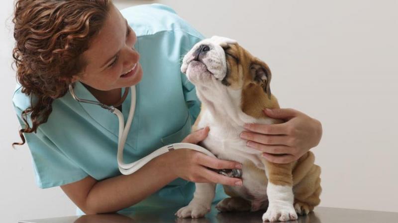 Czy ubezpieczenie MetLife Pet Insurance obejmuje leki i recepty? 