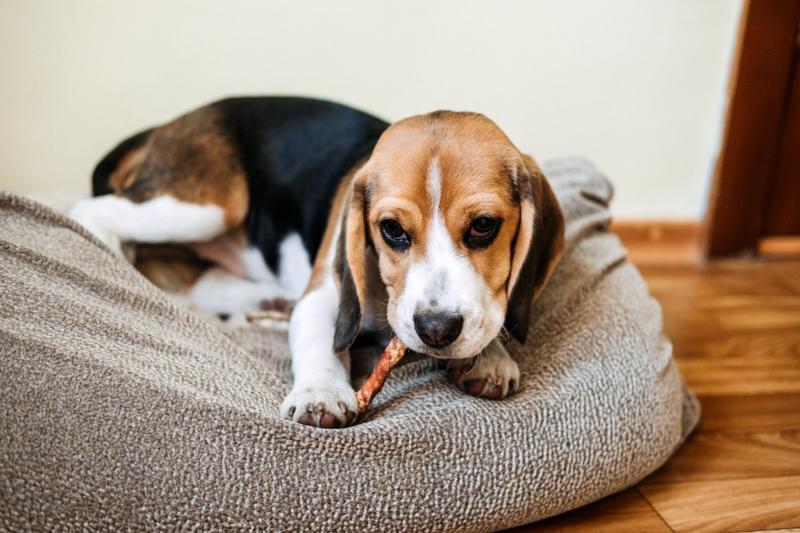 Korzyści płynące z podawania psu pałeczek Bully Sticks