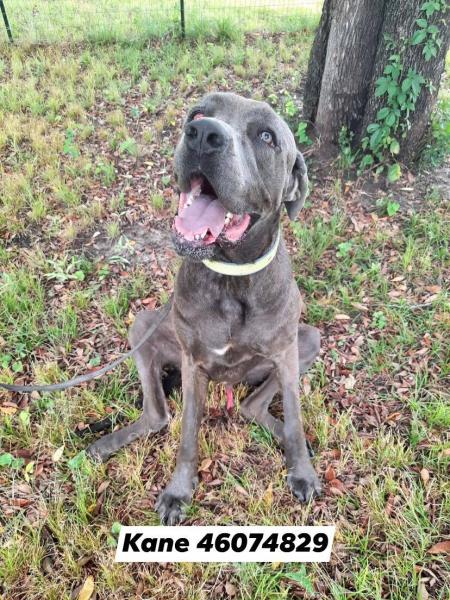 Cane Corso Weimaraner Mix: Przewodnik, zdjęcia, pielęgnacja i więcej