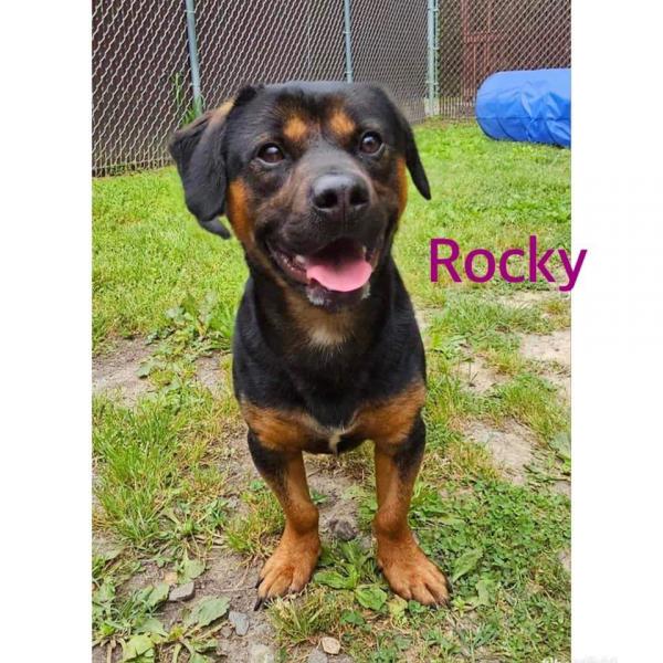 Temperament i inteligencja psa rasy Bloodhound Rottweiler Mix