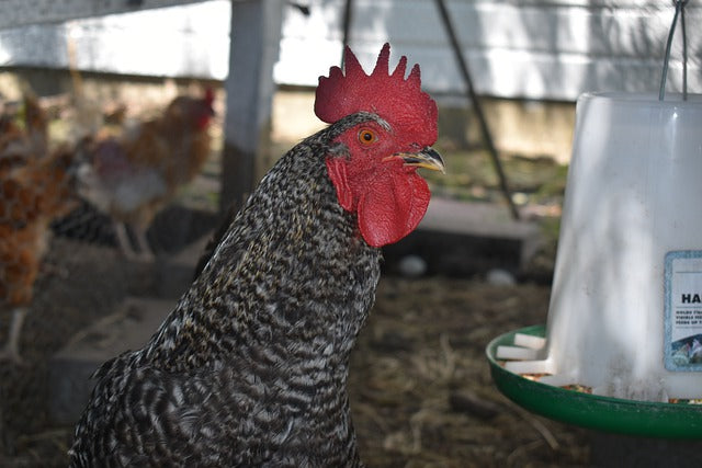 2. Ware Chick-N-Feeder - najlepsza opcja budżetowa