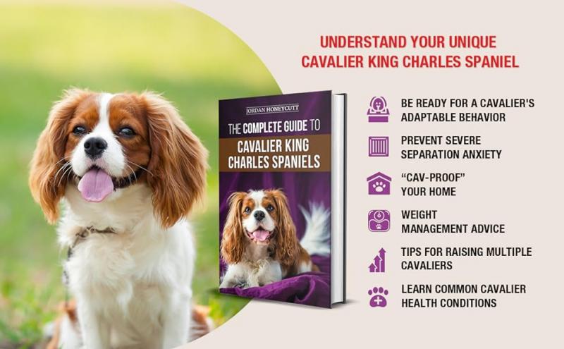 Jak wytresować spaniela King Charles Cavalier: 6 prostych kroków