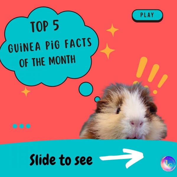 21 zabawnych faktów o świnkach morskich, które warto znać