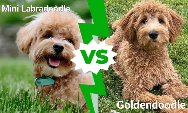 Mini Goldendoodle vs Goldendoodle: Wyjaśnienie różnic (ze zdjęciami)