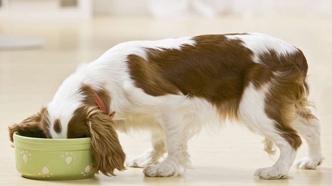 Jak zapobiegać karmieniu psa spleśniałą karmą dla psów?
