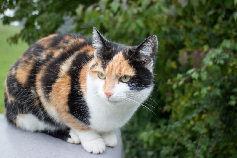 Jak rzadki jest kot Calico? Sprawdzone przez weterynarzy fakty dotyczące kotów i często zadawane pytania