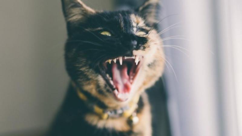 Jak czyste są kocie usta w porównaniu do ludzkich? Fakty i najczęściej zadawane pytania