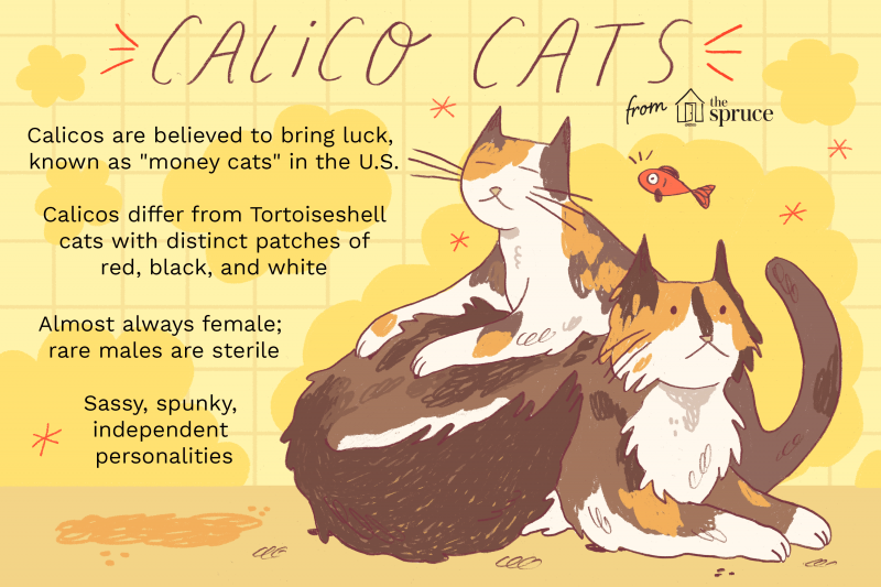 Zainspiruj się sławnymi kotami Calico