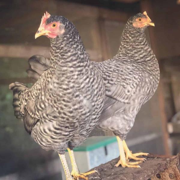 Kurczak California Grey: Fakty, zdjęcia, zastosowanie, pochodzenie i cechy