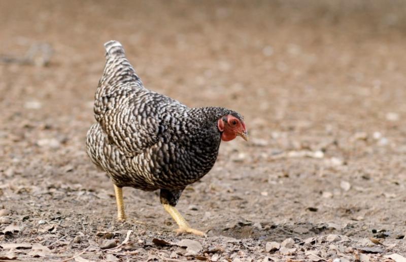 Czy szare kurczaki kalifornijskie nadają się do hodowli na małą skalę?