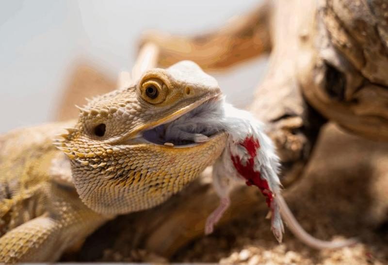 can-bearded-dragons-eat-mice-1-2208593-8784295