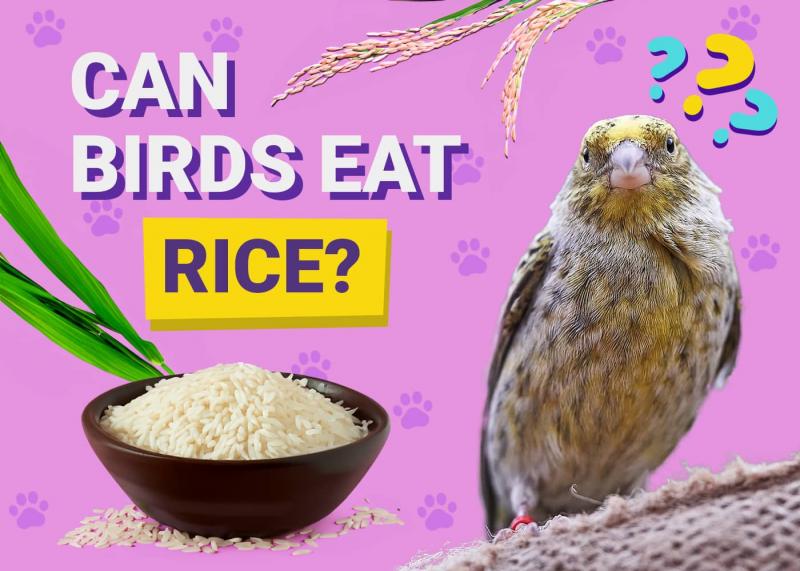 Czy ptaki mogą jeść ryż? Fakty żywieniowe sprawdzone przez weterynarza i często zadawane pytania
