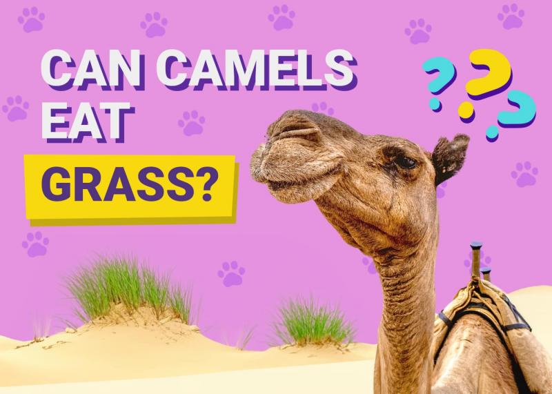 Czy wielbłądy mogą jeść trawę? Fakty i często zadawane pytania