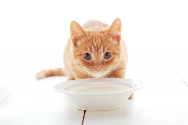 Czy to poważna sprawa, jeśli mój kot odmawia picia mleka sojowego?
