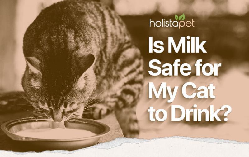 Czy koty mogą pić mleko ryżowe? Zatwierdzone przez weterynarza fakty, alternatywy i często zadawane pytania