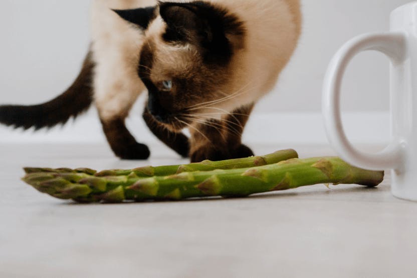 3 powody, dla których Twój kot może polubić szparagi