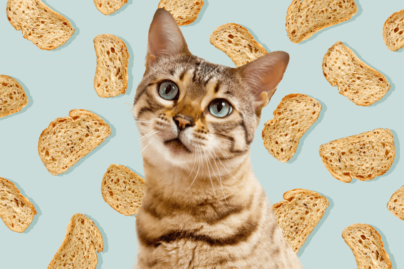 Niebezpieczeństwa związane z chlebem dla kotów