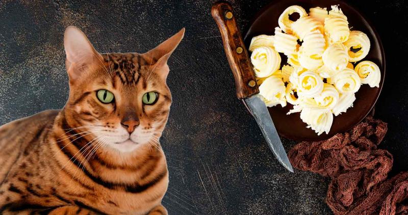 Czy masło jest bezpieczne dla kotów?