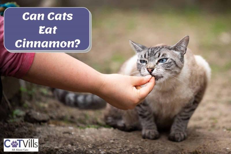 Czy koty mogą jeść cynamon? Sprawdzone przez weterynarzy fakty i często zadawane pytania