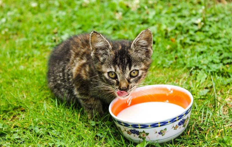 Dlaczego koty nie powinny pić mleka kokosowego?