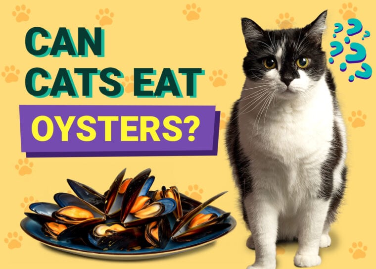 Leczenie alergii na ostrygi u kotów