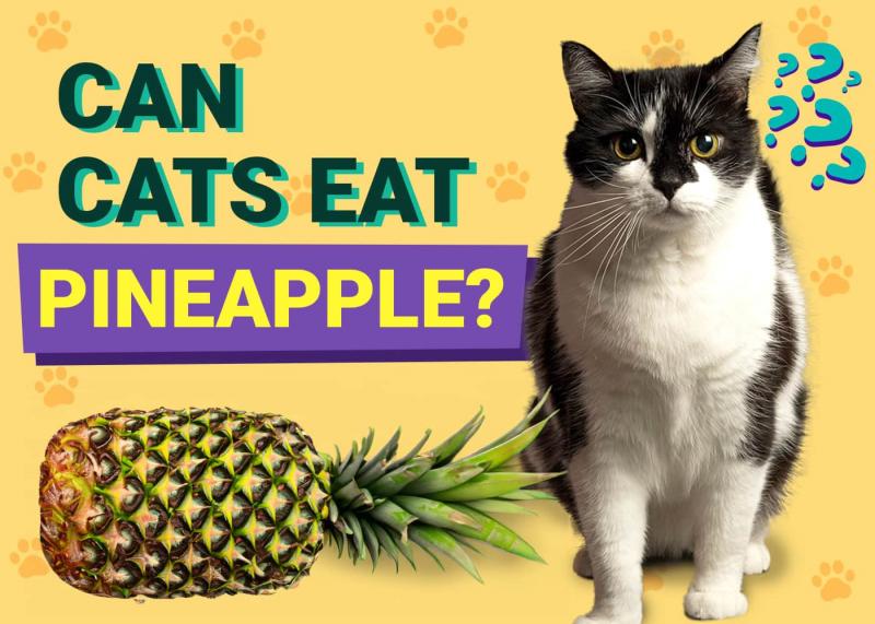 Czy ananasy są dobre dla kotów?
